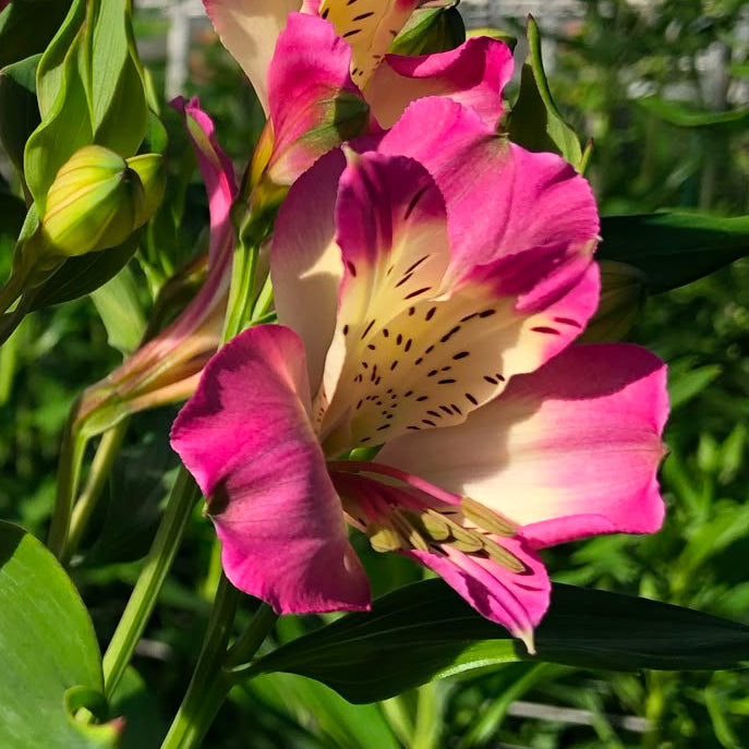 Alstromeria Cornish Stem Grade 10 Stems - Lilac
