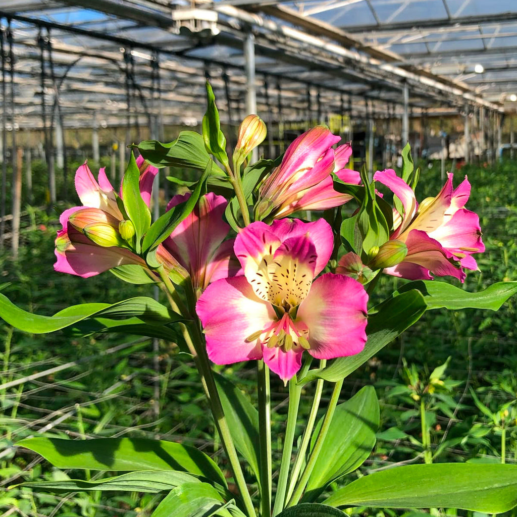 Alstromeria Cornish Stem Grade 10 Stems - Lilac