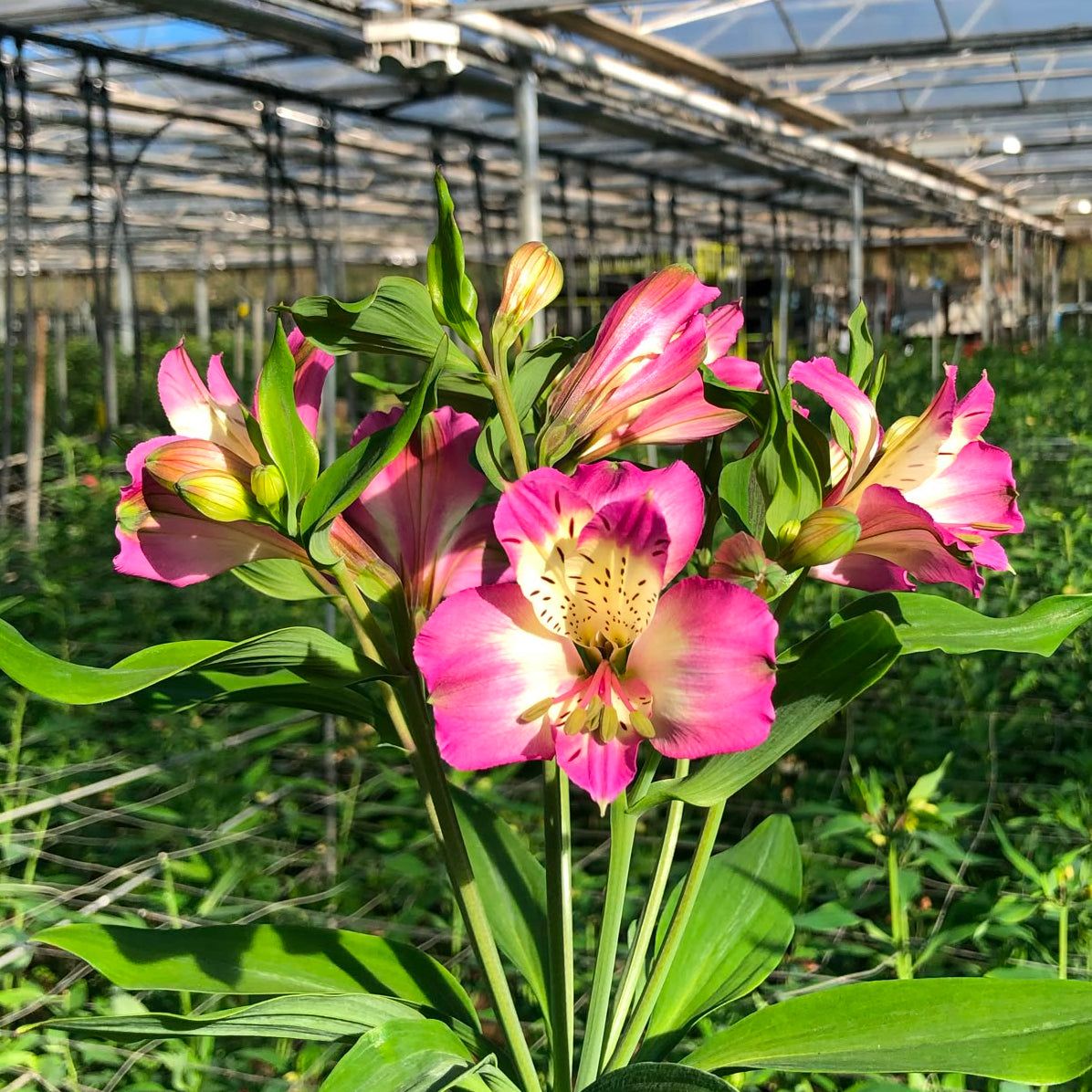 Alstromeria Cornish Stem Grade 10 Stems - Lilac