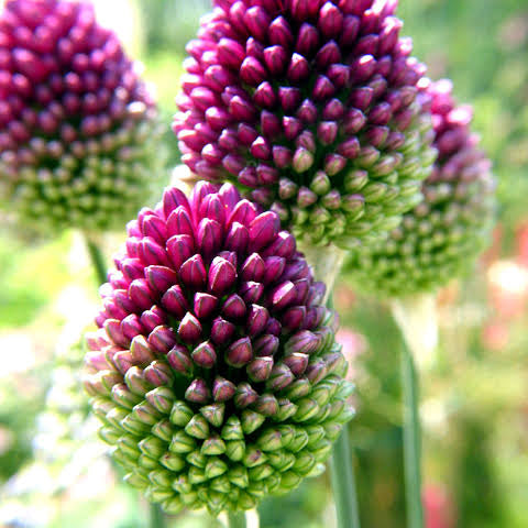 Allium Sphaerocephalon x 10 stems