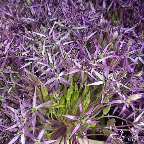 Allium - PURPLE Christophii 60cm - 10 stems
