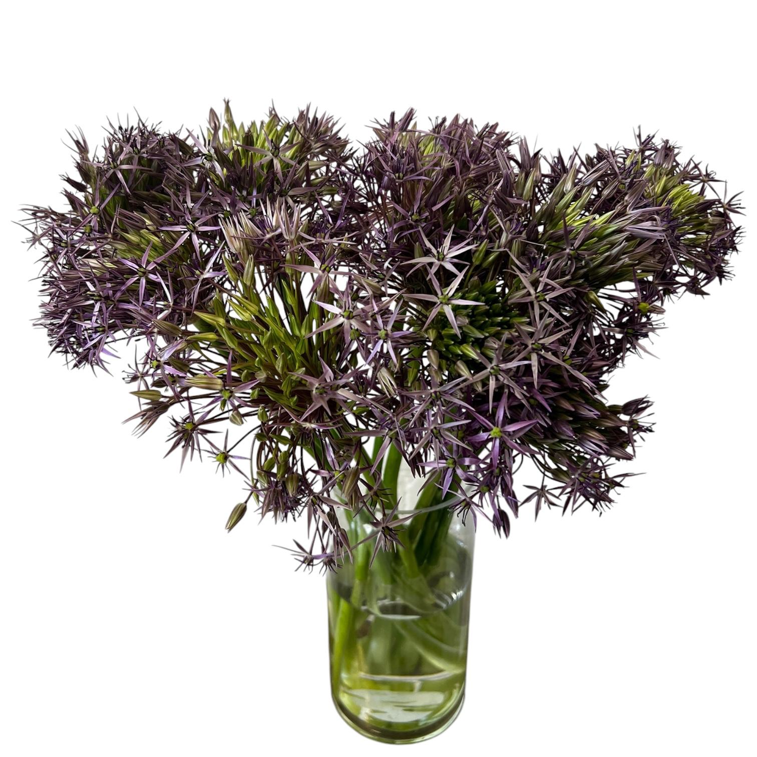 Allium - PURPLE Christophii 60cm - 10 stems