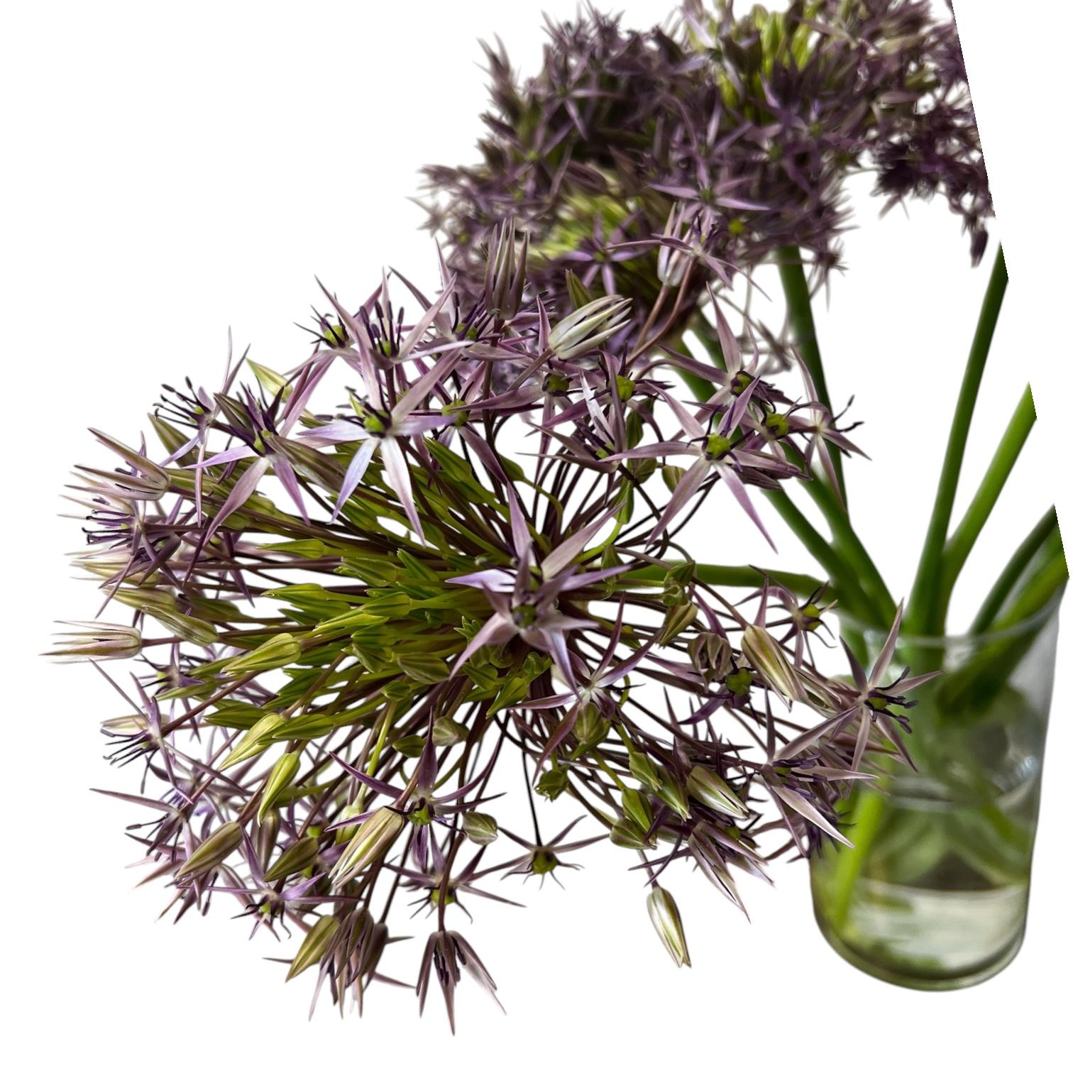 Allium - PURPLE Christophii 60cm - 10 stems