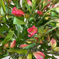 Alstromeria Cornish Stem Grade 10 Stems - Dark Pink