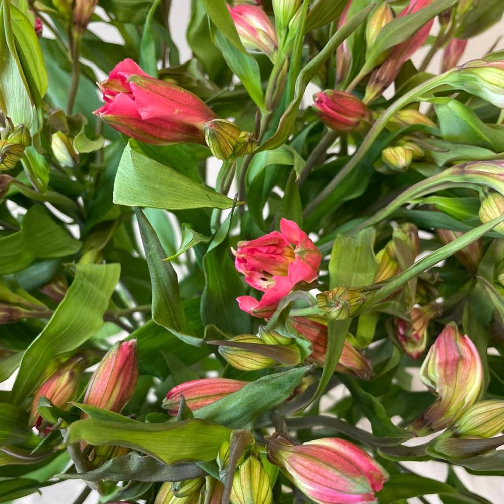 Alstromeria Cornish Stem Grade 10 Stems - Dark Pink