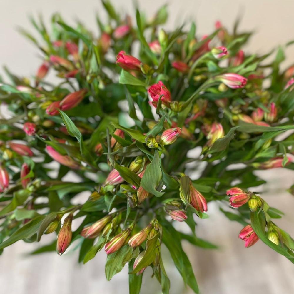 Alstromeria Cornish Stem Grade 10 Stems - Dark Pink