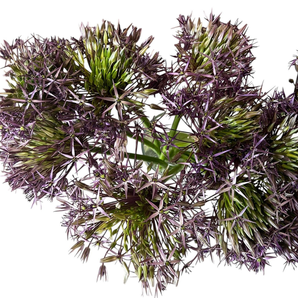 Allium - PURPLE Christophii 60cm - 10 stems