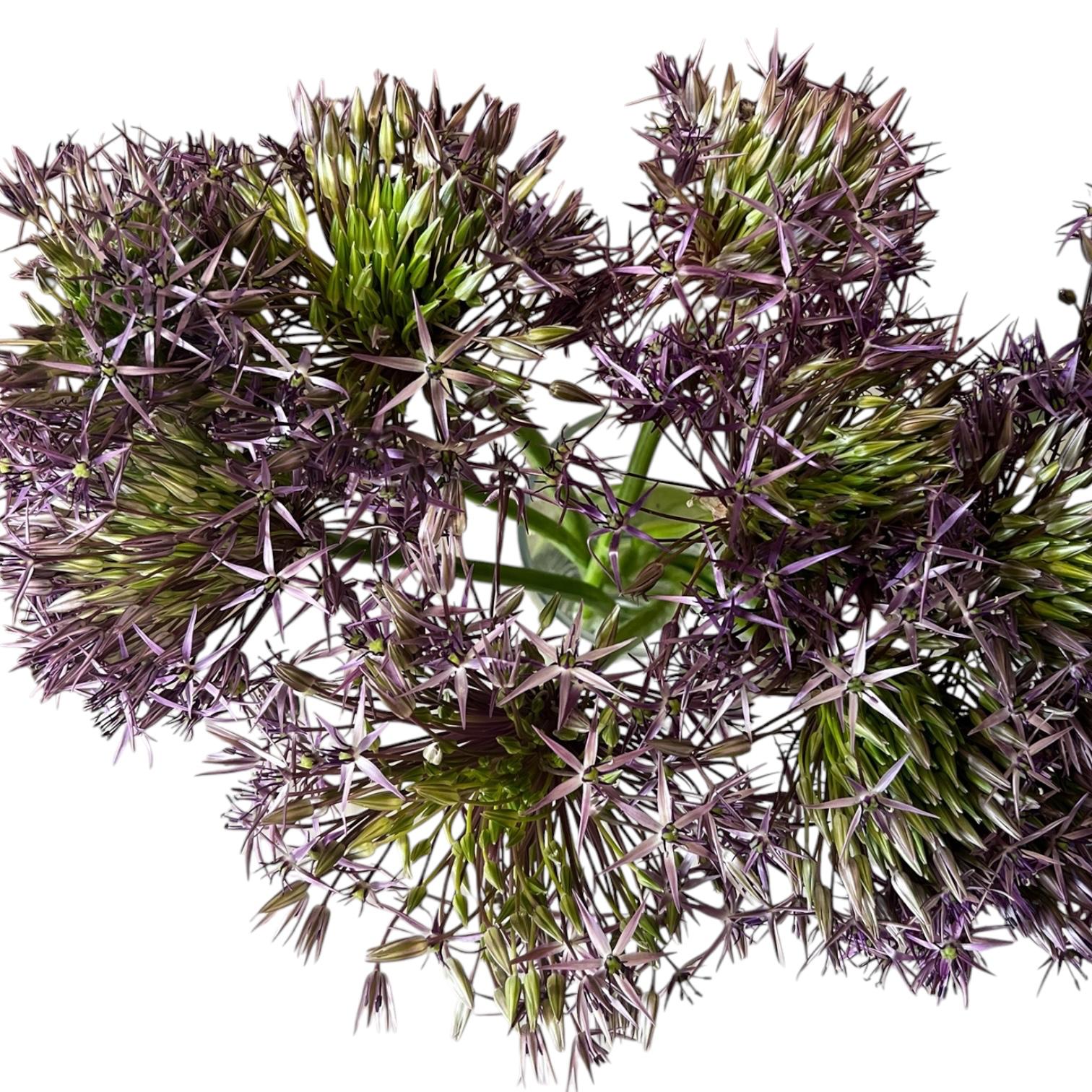 Allium - PURPLE Christophii 60cm - 10 stems