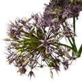 Allium - PURPLE Christophii 60cm - 10 stems